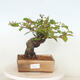 Vonkajšie bonsai - Pseudocydonia sinensis - Kdoloň čínska - 1/4