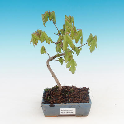 Venkovní bonsai-Acer campestre-Javor babyka