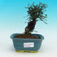 Pokojová bonsai -Malolistý jilm - P216628 - 1/3