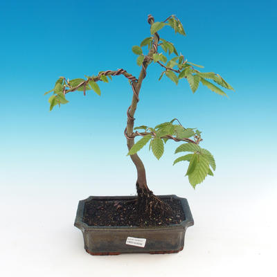 Venkovní bonsai -Carpinus CARPINOIDES - Habr korejský