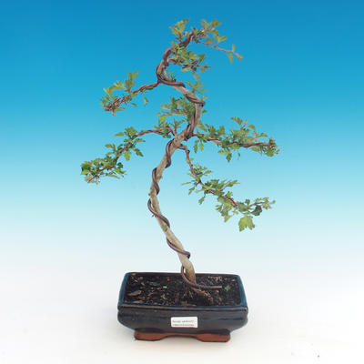 Venkovní bonsai - Hloh jednosemený