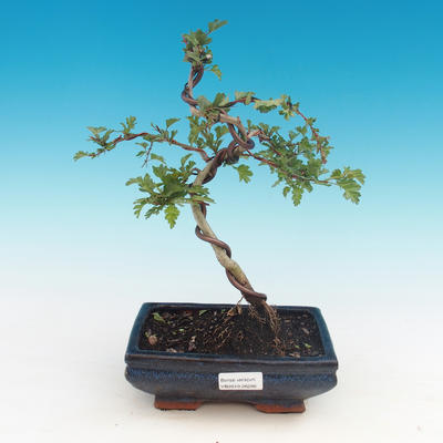 Venkovní bonsai - Hloh jednosemený