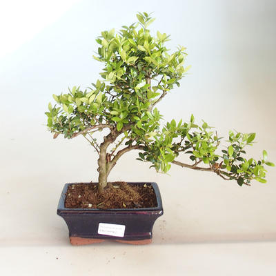 Pokojová bonsai - Ilex crenata - Cesmína PB2201162 - 1