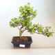 Pokojová bonsai - Ilex crenata - Cesmína PB2201162 - 1/2