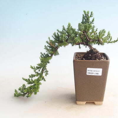 Venkovní bonsai - Juniperus prokumbens NANA -Jalovec - 1
