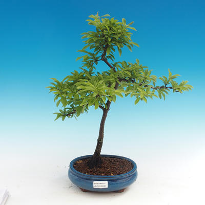 Venkovní bonsai - Prunus spinosa - trnka