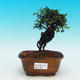 Pokojová bonsai -Malolistý jilm - P216630 - 1/3