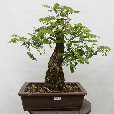 Venkovní bonsai - Trnovník  Akát - Robinia pseudoacacia - 1
