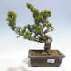 Venkovní bonsai - Pinus parviflora - Borovice drobnokvětá - 1/5