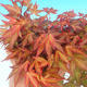 Venkovní bonsai - Acer palmatum Beni Tsucasa - Javor dlanitolistý - 1/4