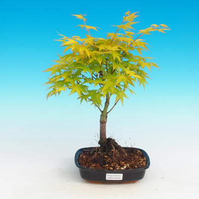 Venkovní bonsai - Acer palmatum Aureum - Javor dlanitolistý zlatý - 1