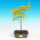 Venkovní bonsai - Acer palmatum Aureum - Javor dlanitolistý zlatý - 1/3