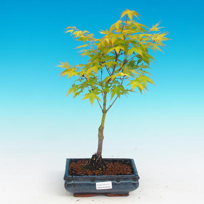 Venkovní bonsai - Acer palmatum Aureum - Javor dlanitolistý zlatý - 1