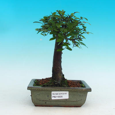 Pokojová bonsai -Malolistý jilm - P216635 - 1