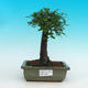 Pokojová bonsai -Malolistý jilm - P216635 - 1/3