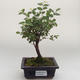 Pokojová bonsai - Sagerécie thea - Sagerécie thea PB2191635 - 1/4