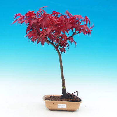 Venkovní bonsai -Javor dlanitolistý červený - 1