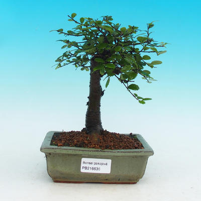 Pokojová bonsai -Malolistý jilm - P216636 - 1