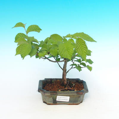Venkovní bonsai  - Ulmus Glabra - Jilm - 1