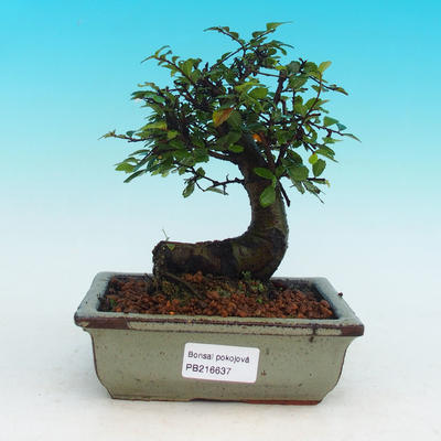 Pokojová bonsai -Malolistý jilm - P216637 - 1
