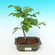 Venkovní bonsai  - Ulmus Glabra - Jilm - 1/2