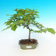Venkovní bonsai  - Ulmus Glabra - Jilm - 1/2