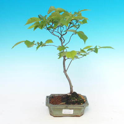 Venkovní bonsai  - Ulmus Glabra - Jilm - 1