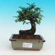 Pokojová bonsai -Malolistý jilm - P216637 - 1/3