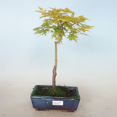 Acer palmatum Aureum - Javor dlanitolistý zlatý VB2020-637 - 1