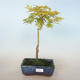 Acer palmatum Aureum - Javor dlanitolistý zlatý VB2020-637 - 1/3