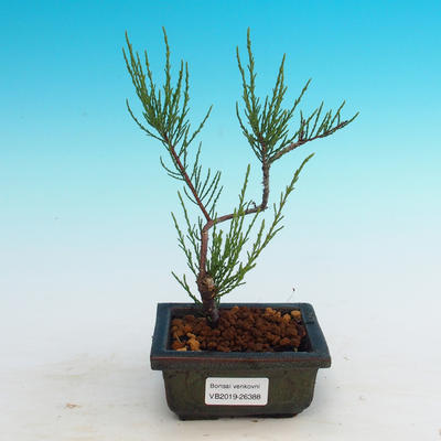 Venkovní bonsai - Tamaris parviflora Tamaryšek malolistý - 1