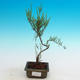 Venkovní bonsai - Tamaris parviflora Tamaryšek malolistý - 1/3