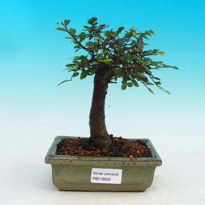 Pokojová bonsai -Malolistý jilm - P216639 - 1