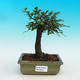 Pokojová bonsai -Malolistý jilm - P216639 - 1/3