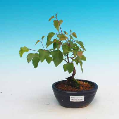 Venkovní bonsai - Betula verrucosa - Bříza bělokorá