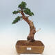 Venkovní bonsai - Juniperus chinensis -Jalovec čínský - 1/6
