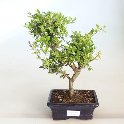 Pokojová bonsai - Ilex crenata - Cesmína PB2201163 - 1