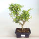Pokojová bonsai - Ilex crenata - Cesmína PB2201163 - 1/2