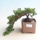 Venkovní bonsai - Juniperus prokumbens NANA -Jalovec - 1/2