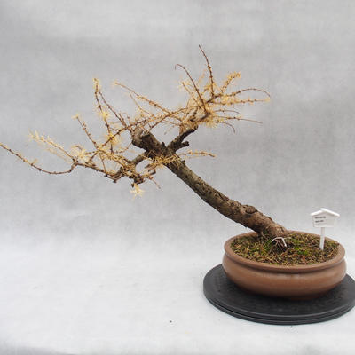 Venkovní bonsai -Modřín opadavý - Larix decidua - 1