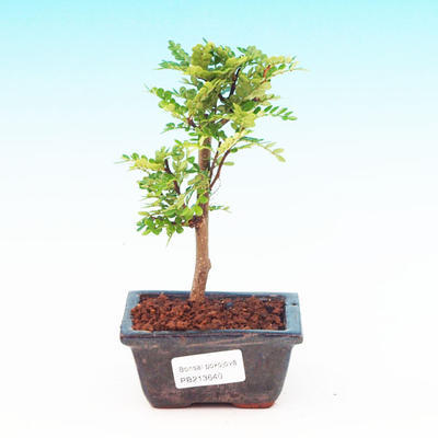 Pokojová bonsai -Pepřovník PB213640 - 1