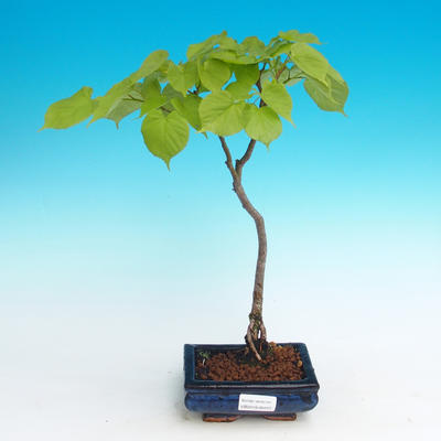 Venkovní bonsai - Lípa srdčitá