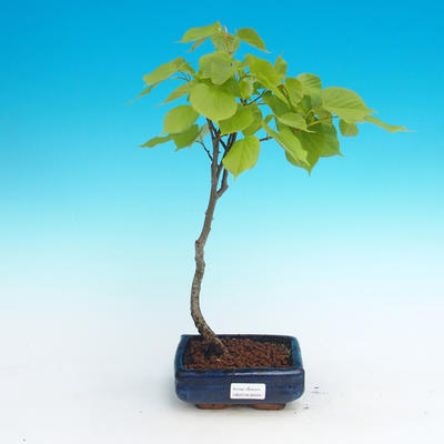 Venkovní bonsai - Lípa srdčitá
