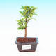 Pokojová bonsai -Pepřovník PB213640 - 1/4