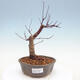 Venkovní bonsai - Javor palmatum DESHOJO - Javor dlanitolistý - 1/6