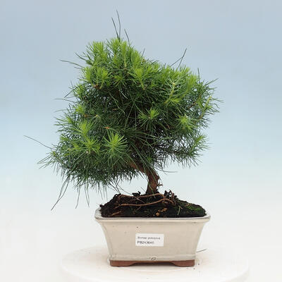 Izbová bonsai-Pinus halepensis-Borovica alepská - 1