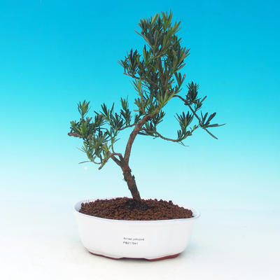 Pokojová bonsai-Kamenný tis - 1