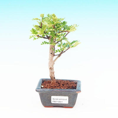 Pokojová bonsai -Pepřovník PB213641 - 1