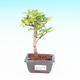 Pokojová bonsai -Pepřovník PB213641 - 1/4
