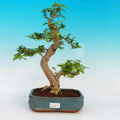 Pokojová bonsai  Vodní Jasmín - 1